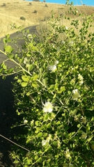 Capparis sicula