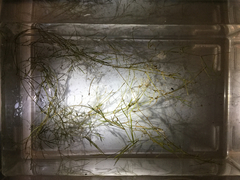 Potamogeton pusillus