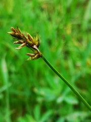 Carex spicata