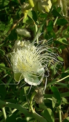 Capparis sicula