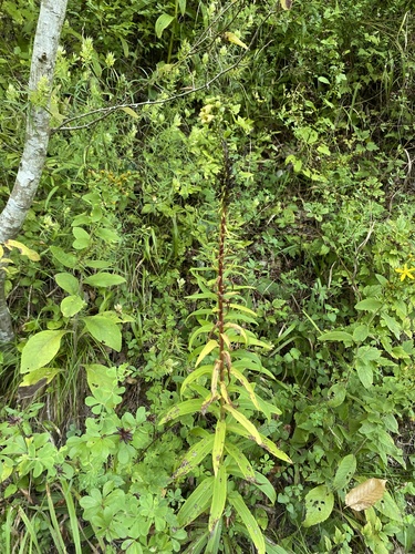 Image of Digitalis ferruginea by (c) Екатерина Кравцова, some rights reserved (CC BY)