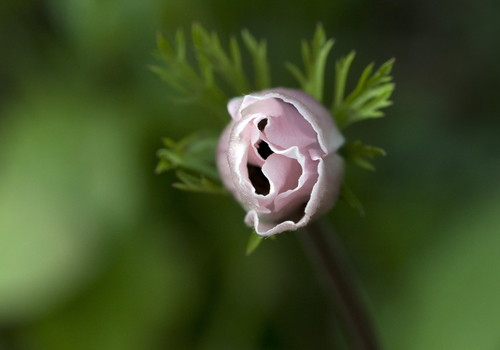 Poppy anemone