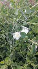Capparis sicula