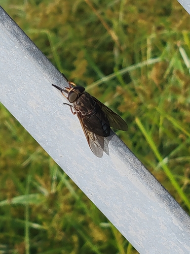 Devoted Horse Fly photo 5