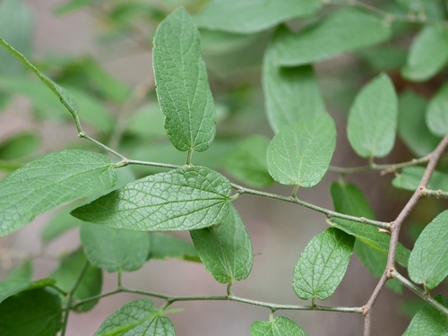 Celtis lindheimeri