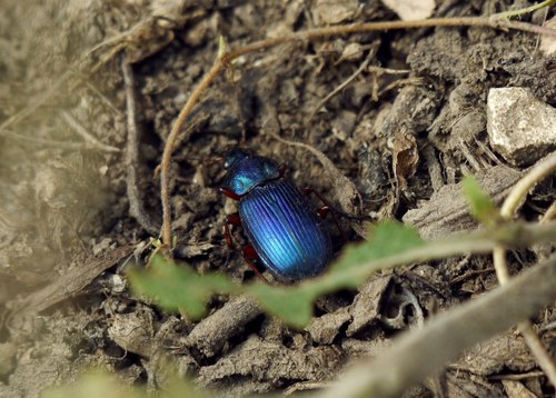 Chlaenius decipiens