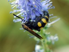 Scolia fuciformis