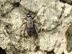 Melanogryllus desertus