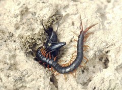 Scolopendra cingulata
