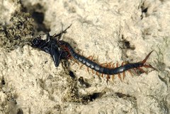 Scolopendra cingulata
