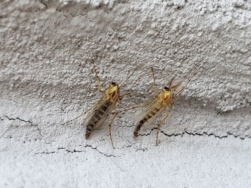Thick-tailed Non-biting Midge photo 4