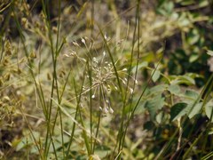 Allium flavum tauricum