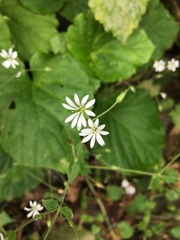 Stellaria cuspidata
