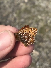 Boloria polaris