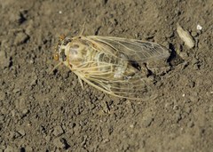 Cicadatra platyptera