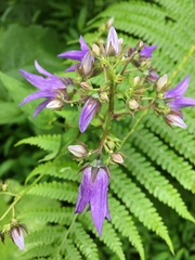 Campanula trachelium