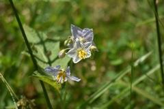 Solanum carolinense