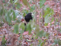 Amblycercus holosericeus
