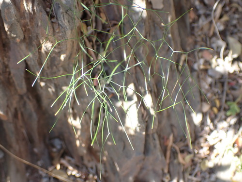 Image of Drimia intricata by (c) Nicola van Berkel, some rights reserved (CC BY-SA)