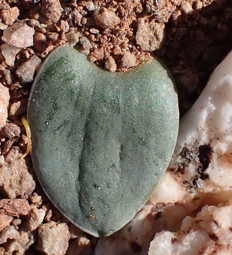 Drimia karooica