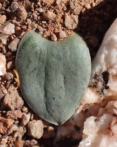 Drimia karooica