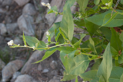 Koenigia phytolaccifolia