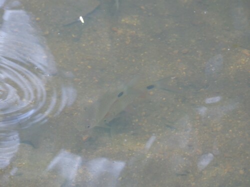 Olive barb (Systomus sarana) — Cyprinidae