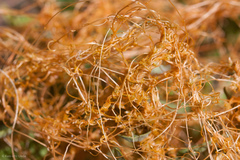 Cuscuta californica
