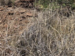 Hilaria rigida