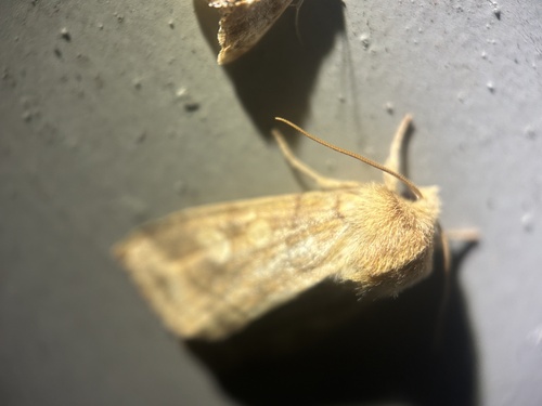 Aspen Twoleaf Tier Moth photo 5