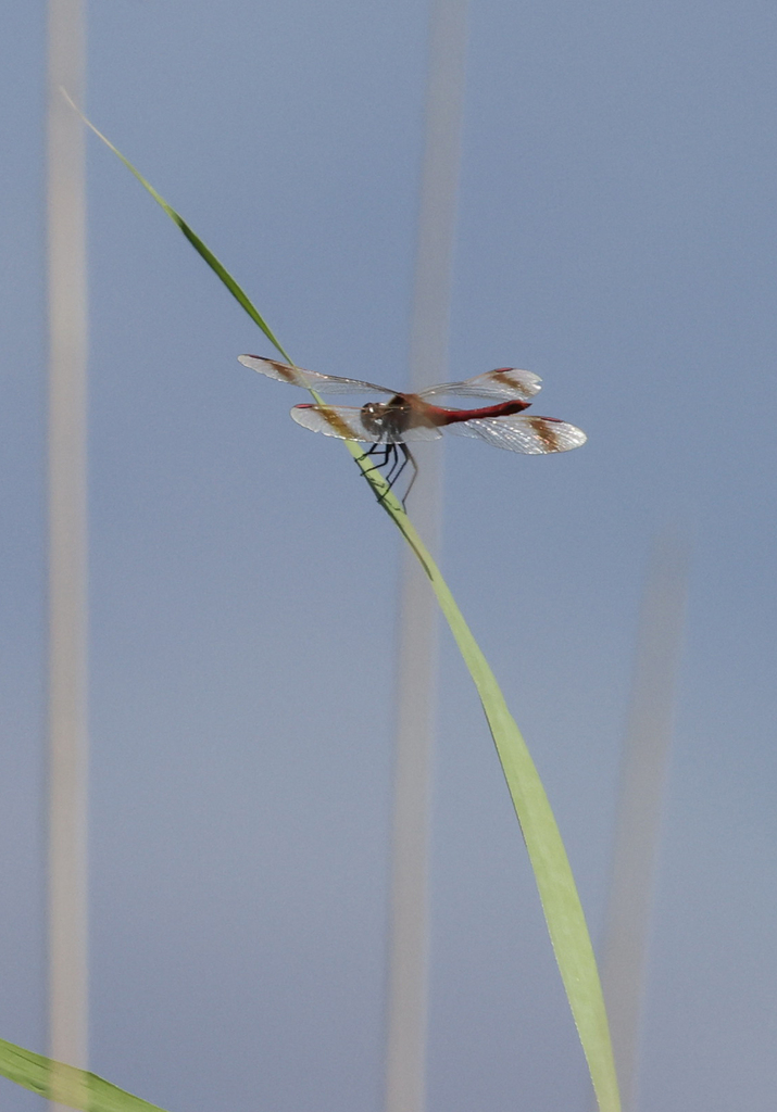 Banded Darter from Zereg, Khovd, Mongolia on August 4, 2023 at 12:31 PM ...