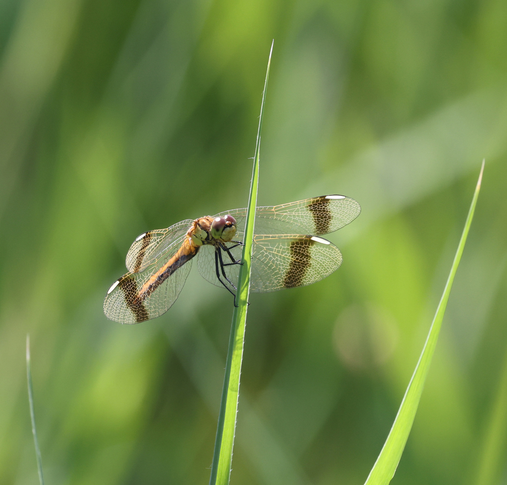 Banded Darter from Zereg, Khovd, Mongolia on August 4, 2023 at 12:00 PM ...