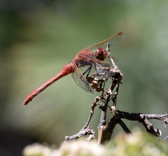Sympetrum madidum