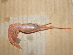 Plesionika heterocarpus