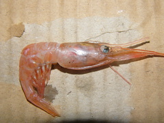 Plesionika heterocarpus