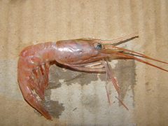 Plesionika heterocarpus