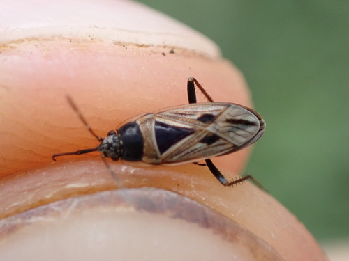 Xanthochilus minusculus