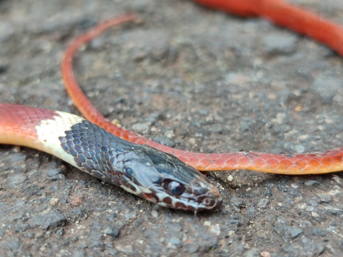 Blackhead Stripeless Snake