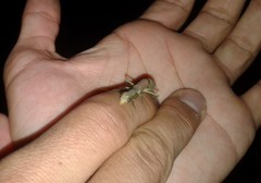 Orthoderella ornata