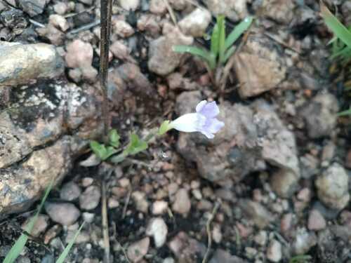 Image of Ruellia geminiflora by (c) Guillaume Delaitre, some rights reserved (CC BY)