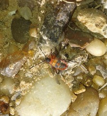 Dysdercus albofasciatus
