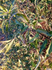 Cestrum parqui