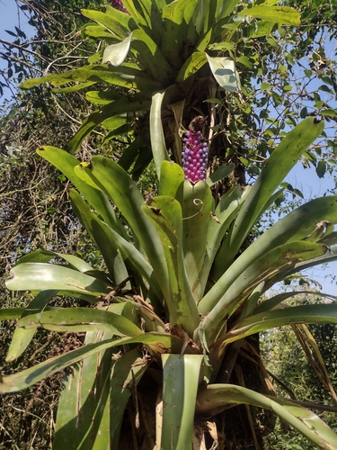 Image of Aechmea cylindrata by (c) Clarice Dorocinski, some rights reserved (CC BY)