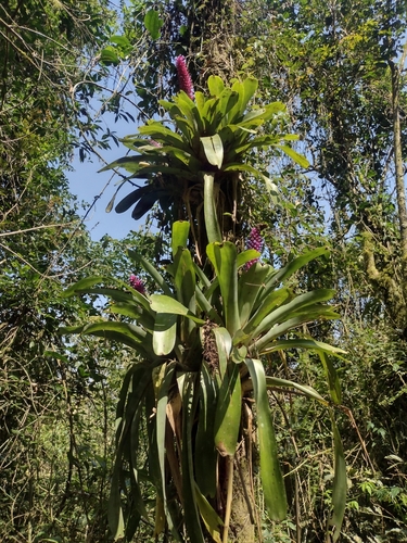 Image of Aechmea cylindrata by (c) Clarice Dorocinski, some rights reserved (CC BY)