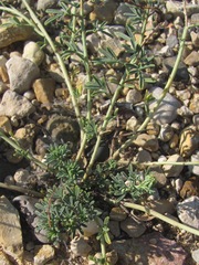 Dalea pogonathera
