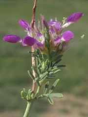 Dalea pogonathera