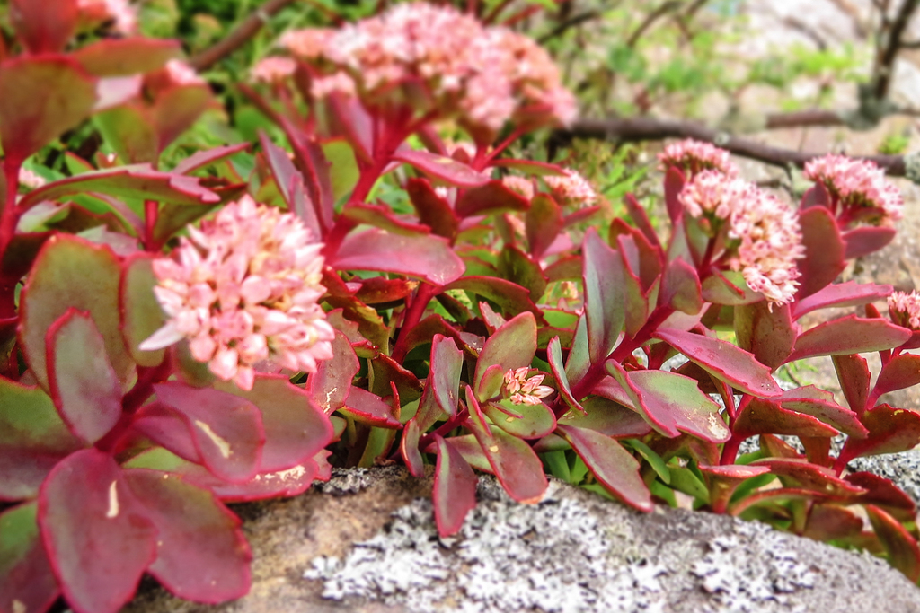 Hylotelephium telephioides