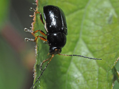 Cryptocephalus flavipes