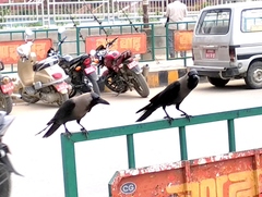 Corvus splendens