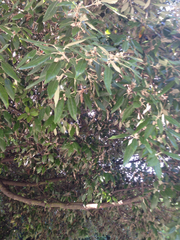 Notholithocarpus densiflorus densiflorus